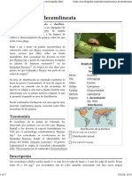 Leptinotarsa Decemlineata - Wikipedia, La Enciclopedia Libre