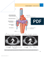 Anatomía Regional: Cavidades Pleurales