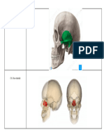 Mini Atlas Virtual - Neuroanatomofisiologia-4