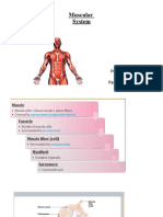 Muscle - System ANATOMY