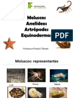 Anelideos Moluscos Artrc3b3podes Equinodermos
