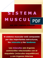 Musculos de La Espalda