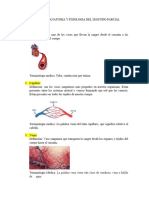 Glosario de Anatomia y Fisiologia Del Segundo Parcial