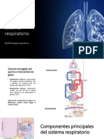 4) Organización Funcional Del Sistema Respiratorio
