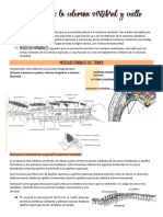 APO 9 Músculos de La Columna Vertebral y Cuello