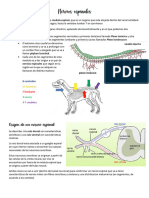 APO 9 Nervios Espinales