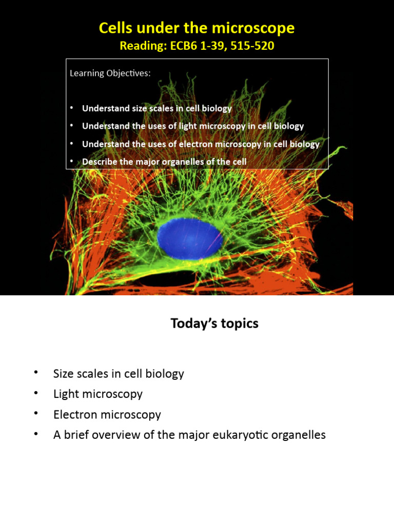 Cell Biology: Microscopy and Organelles | PDF | Endoplasmic Reticulum ...
