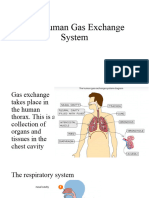 The Human Gas Exchange System