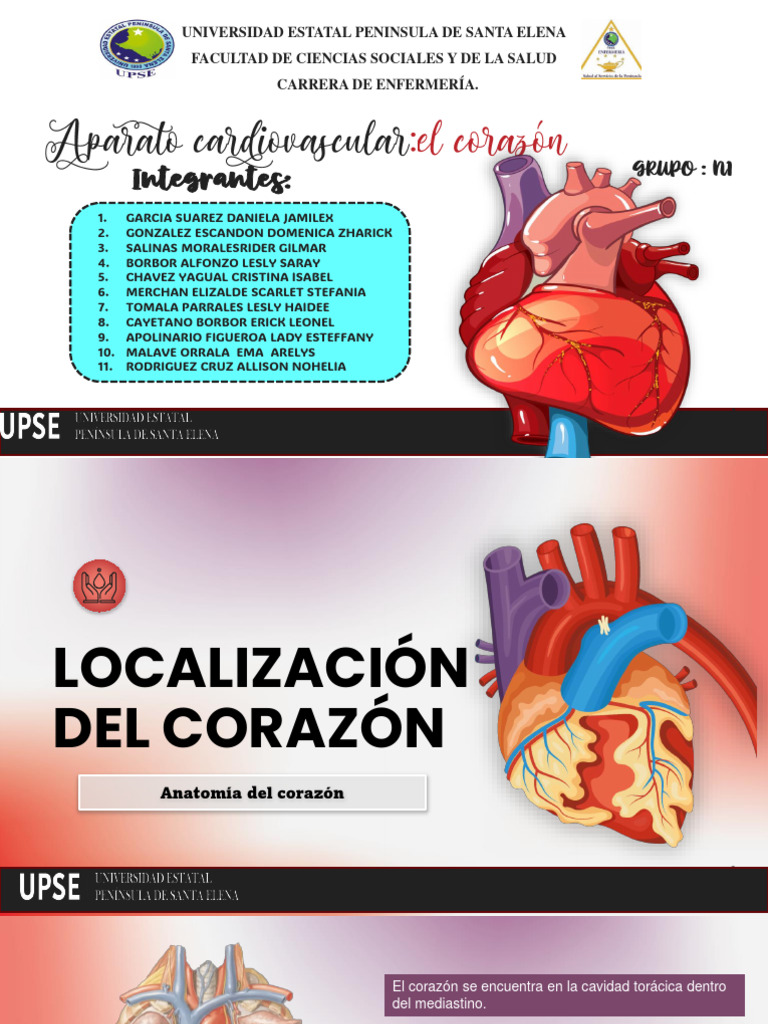Anatomia Del Corazon Grupo 1 Pdf Corazón Sistema Circulatorio