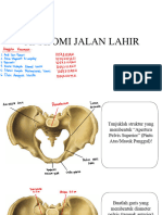 Gambar Anatomi Jalan Lahir