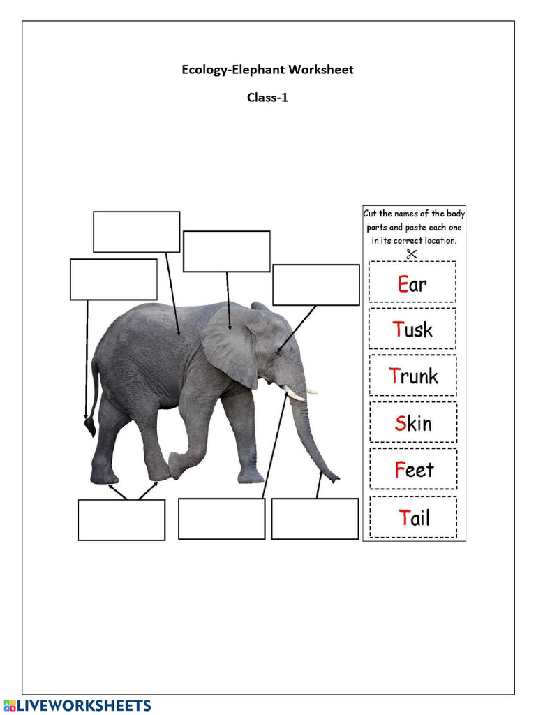Ecology-Elephant Worksheet Class-1 | PDF
