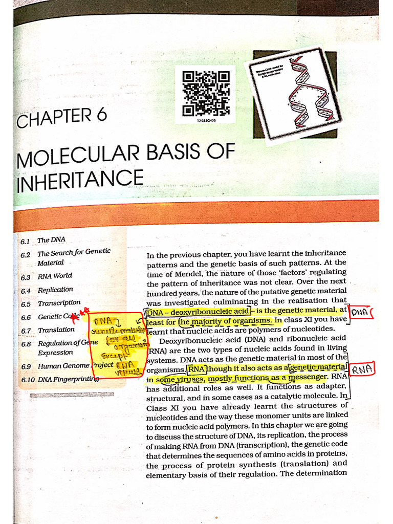 Molecular Basis of Inheritance NCERT | PDF | Dna | Dna Replication