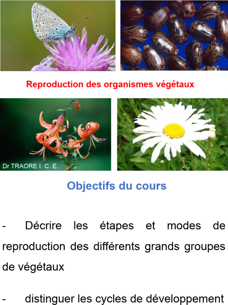 Modes de reproduction des végétaux | PDF | Graine | Pollinisation