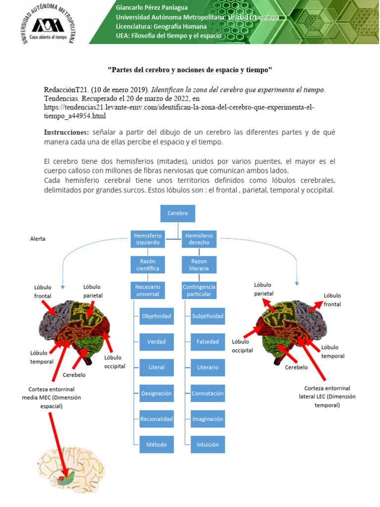 Pérez-Giancarlo-Trabajo 3 | PDF | Cerebro | Hemisferio cerebral