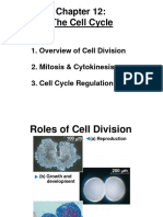 Cell Cycle, Mitosis, Meiosis