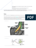 Ana211 Brachial Plexus