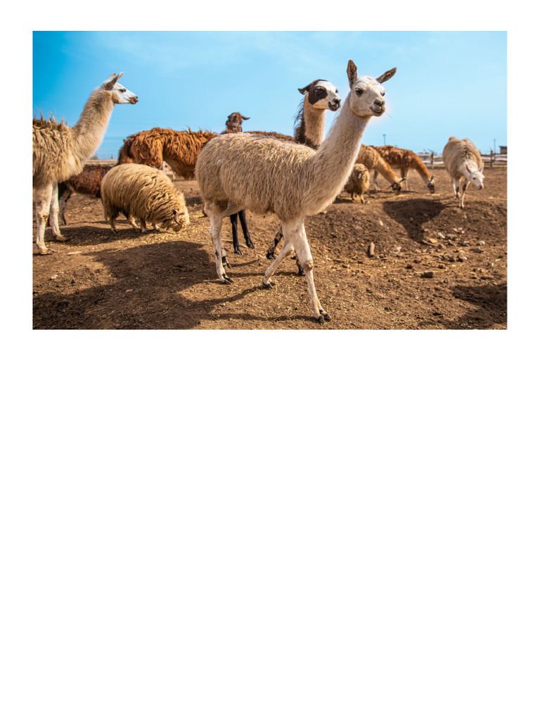 Lama | PDF
