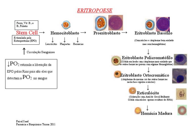 Etapas da Eritropoiese e Hemácias | PDF | Hemácia | Tecido (Biologia)