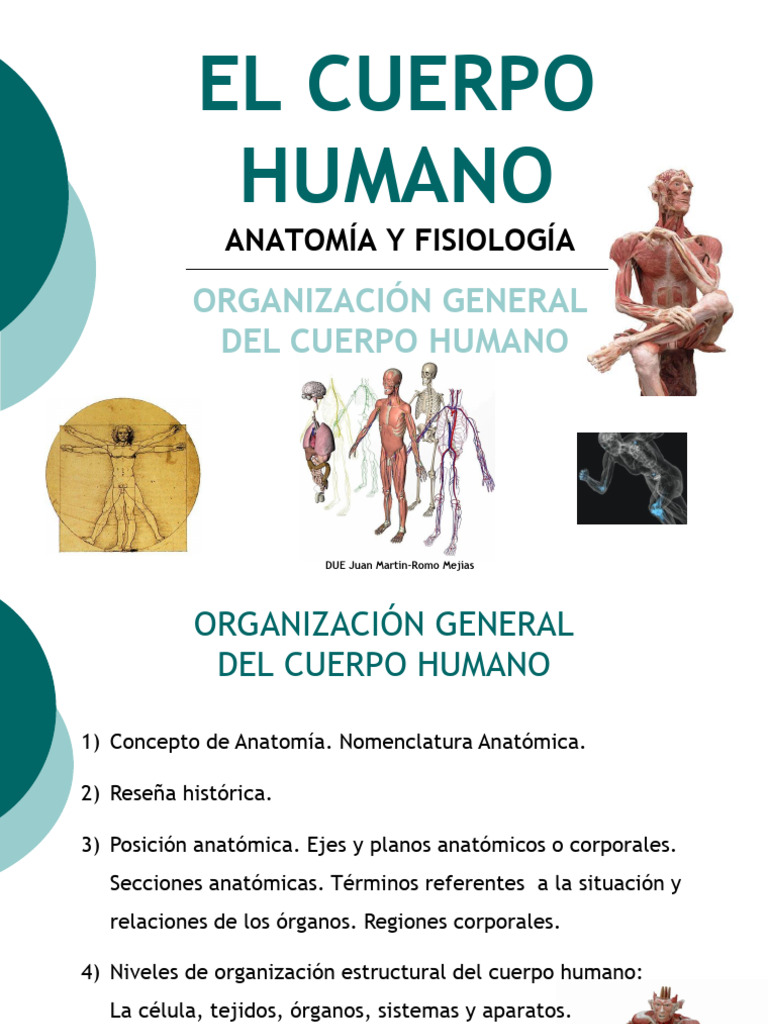 El Cuerpo Humano | Descargar gratis PDF | Términos anatómicos de ...