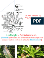 Noms Des Différents Symptomes