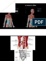 Bases morfofuncionais-AULA 3 - SISTEMA MUSCULAR PDF