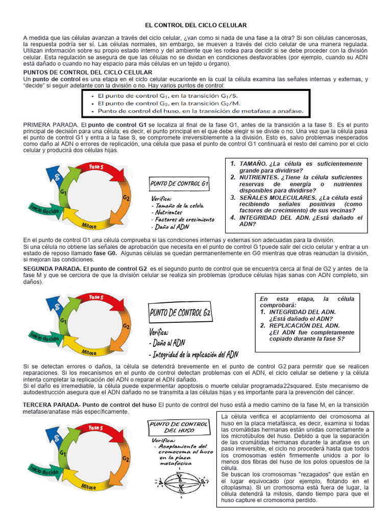 El Control Del Ciclo Celular | PDF | Mitosis | Ciclo celular