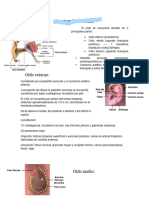 Anatomía Del Oído