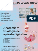 Sistema Digestivo Presentacion