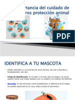 La Importancia Del Cuidado de Los Perros Protección