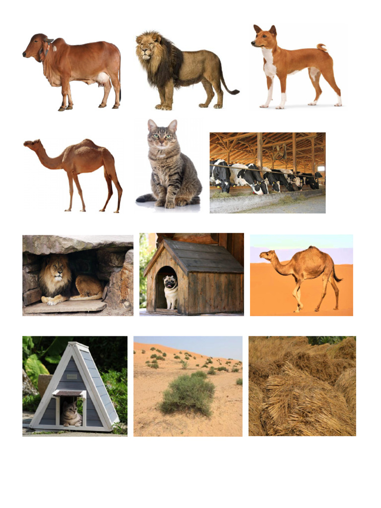 Chart Animals | PDF