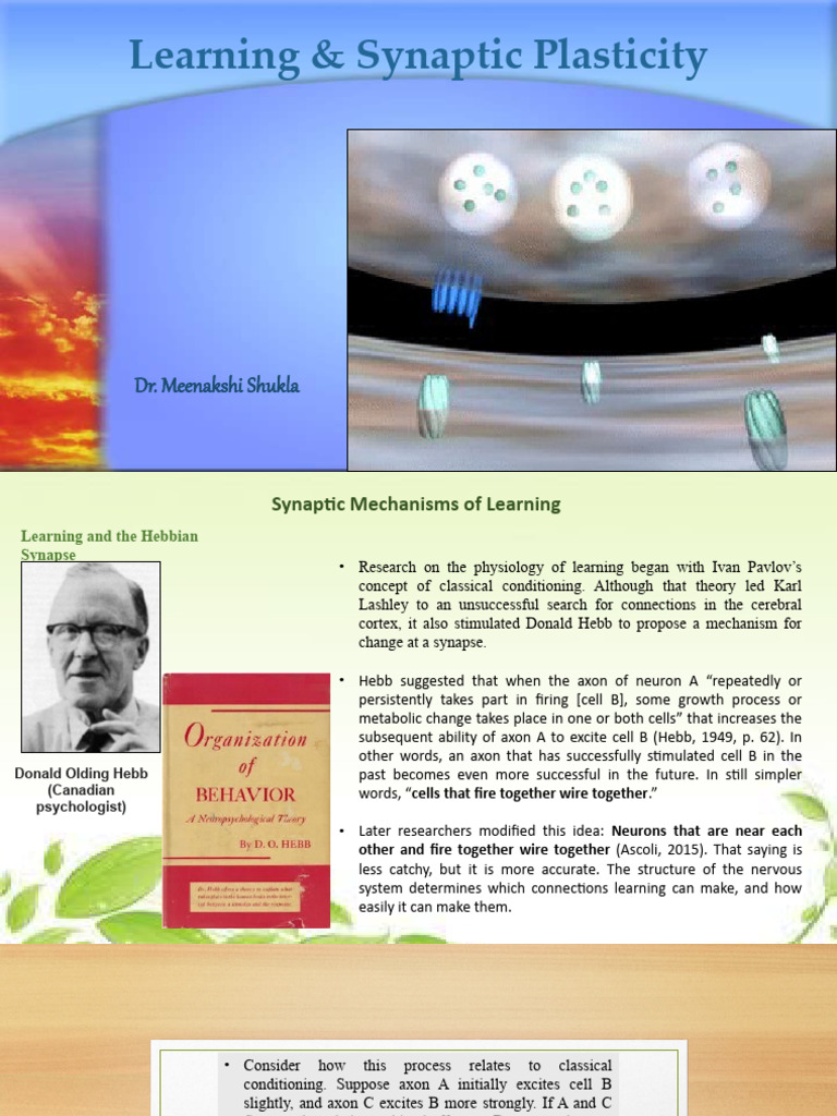 Hebbian Theory and Synaptic Plasticity | PDF | Long Term Potentiation ...