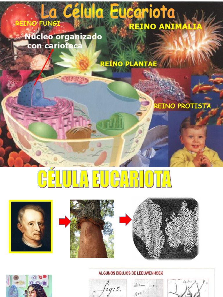 Estructura y Función de la Célula Eucariota | PDF | Cromosoma ...
