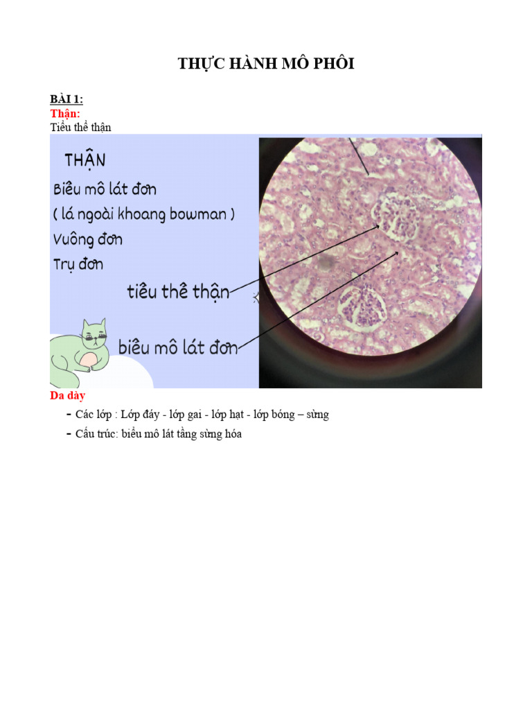 Thực Hành Mô Phôi | PDF