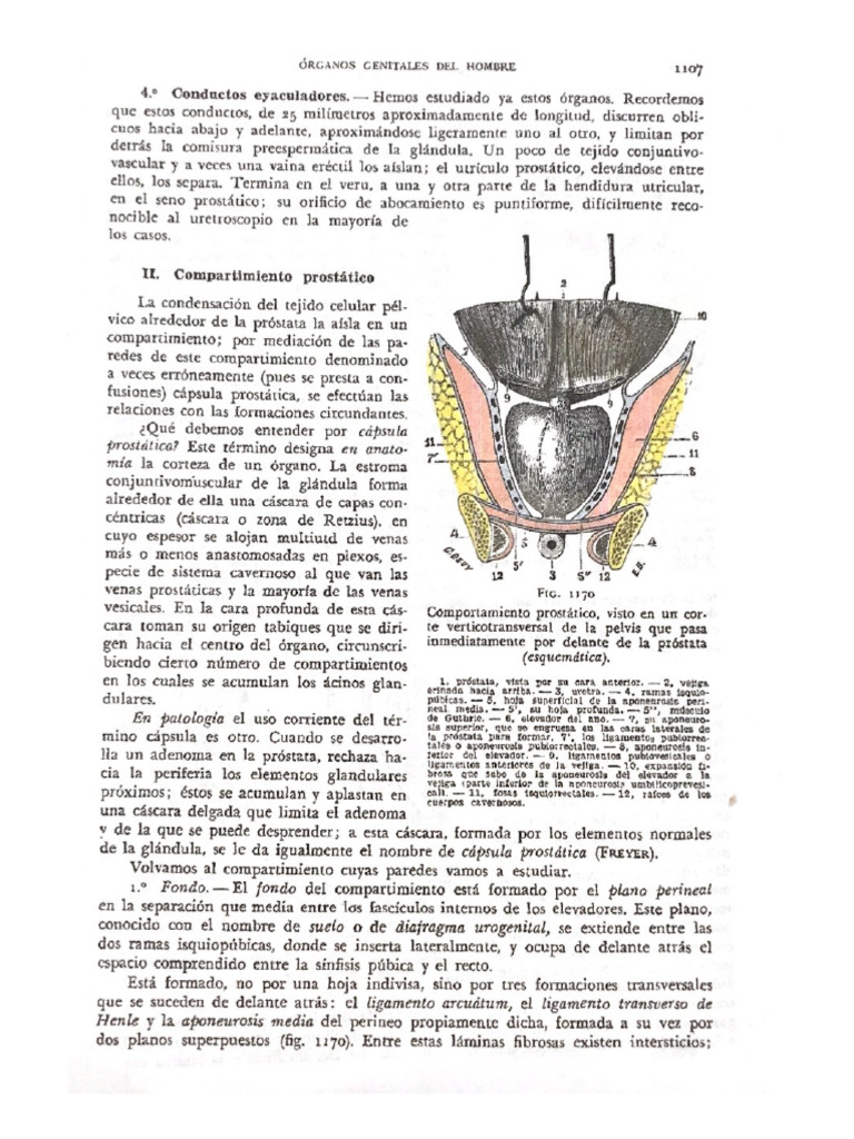 Celda Prostática - Testut | PDF