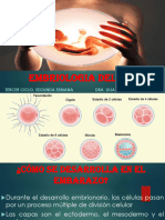 Embriologia Del SN Semana 2-1