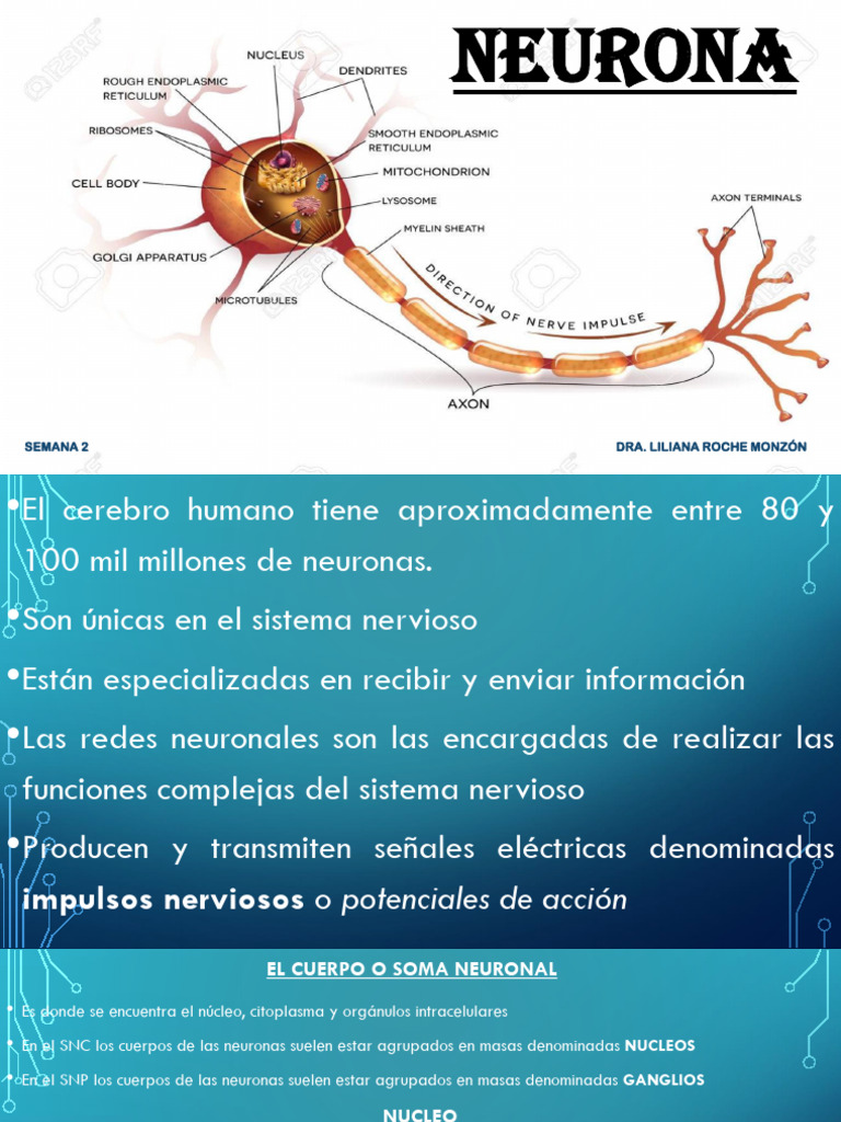 Neurona Sem 3 | PDF | Sinapsis | Neurona