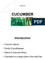 Cucumber