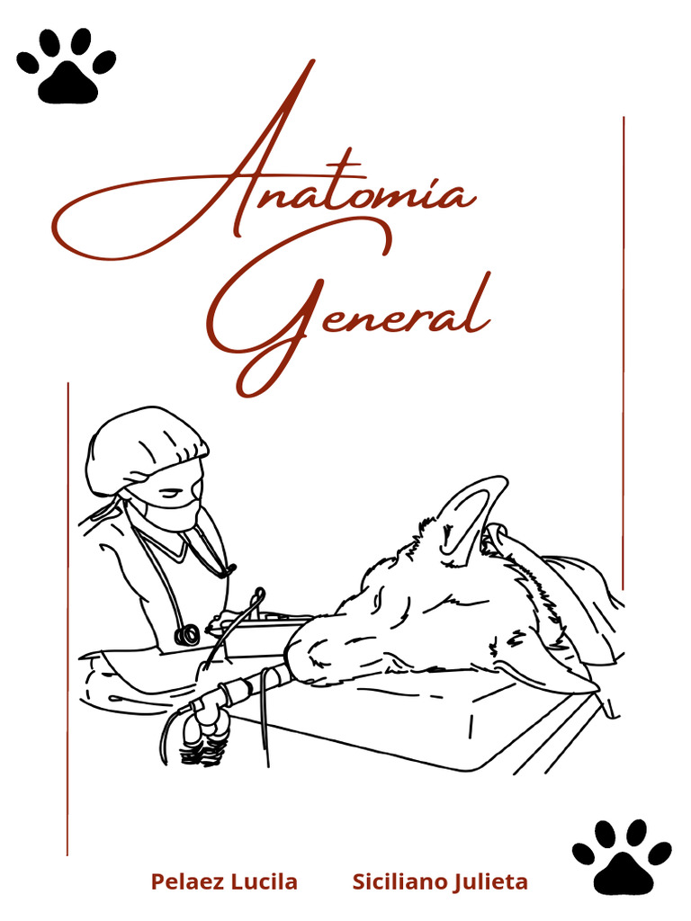 Anatomía visual data 8