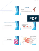 AULA 1 Estruturas Musculoesqueléticas
