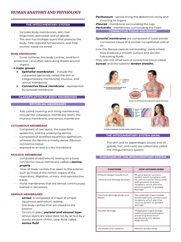 Integumentary System Overview | PDF | Integumentary System | Skin