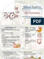 Digestivo de Animales