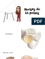 Huesos de La Pelvis