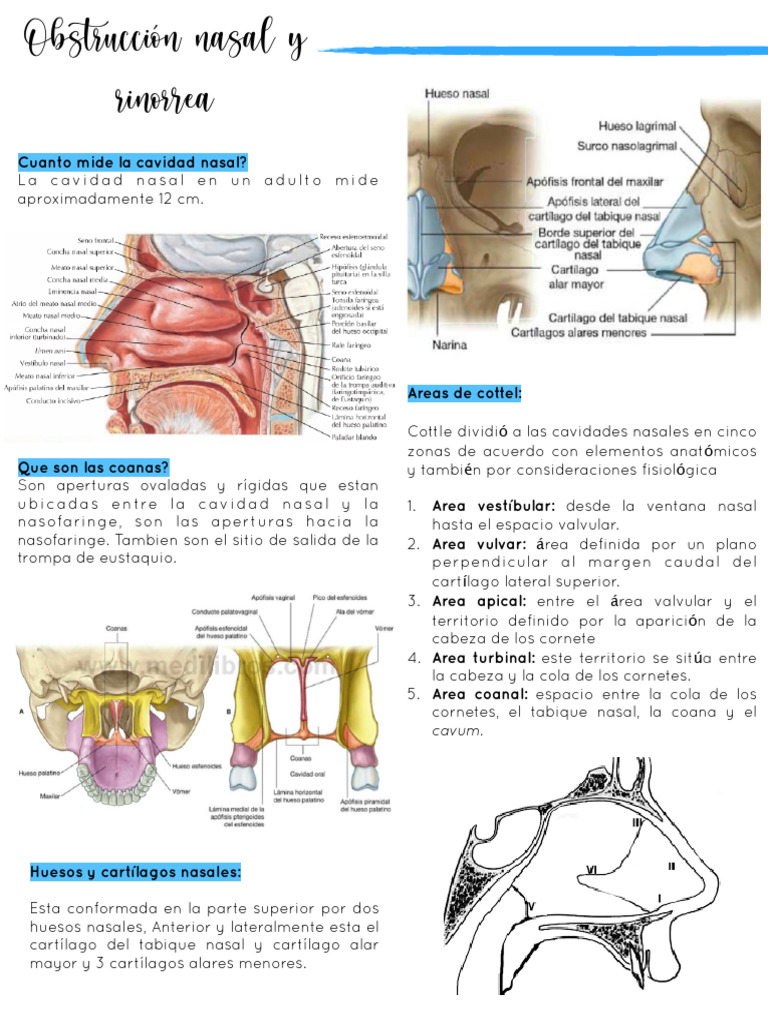 RINORREA | PDF | Enfermedades y trastornos | Medicina CLINICA