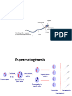 Sist Reprod. 2 Parte