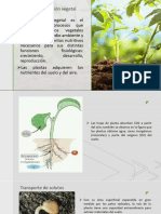 15 2021 Transporte y Nutrición Vegetal