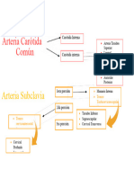 Esquema de Angiologia de Cuello