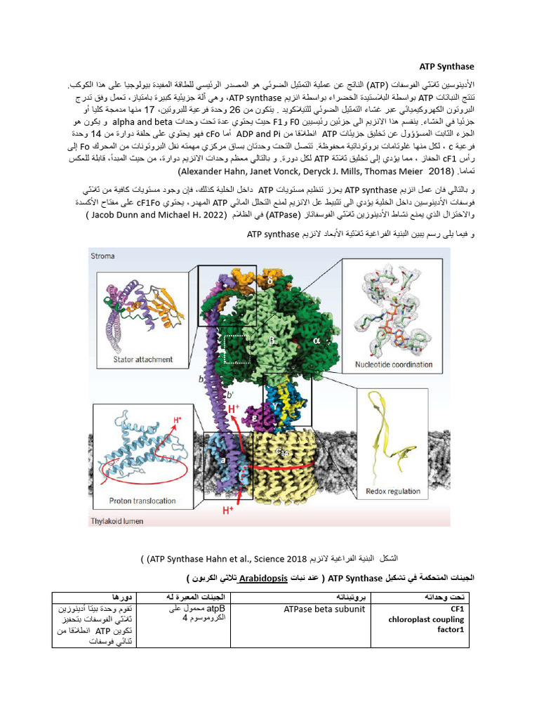 ATP Synthase | PDF