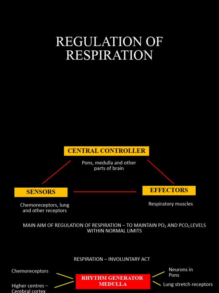 Neural Regulation of Respiration Explained | PDF | Physiology | Anatomy