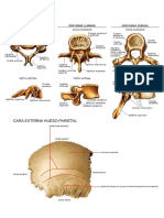 ANATOMIA Vertebras y Parietal