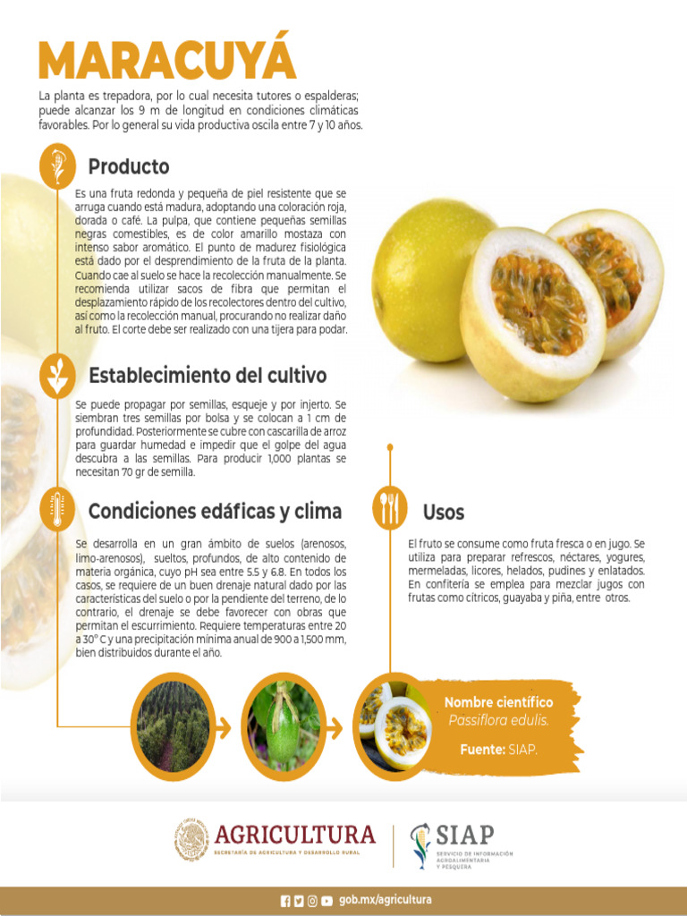 Maracuya Web | PDF | Plantas | Botánica